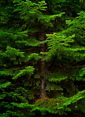 Fresh Pine Tree in a Lush Green Forest