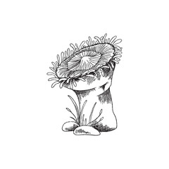 Sea anemone coral reef or polyp, monochrome sketch vector illustration isolated on white background. © sabelskaya