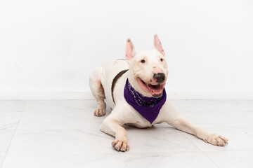 Young bull terrier dog over isolated background