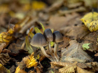 Bonnet Fungus Group in Woodland