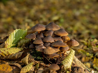 Bonnet Fungi with Bonnet Mould in Woodland