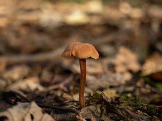 Common Deceiver Fungus in Woodland