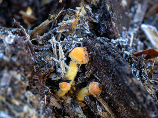 Honey Fungus on Animal Dung