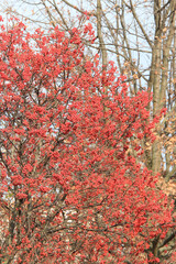 exotic sketches of autumn nature in the Kiev Botanical Garden