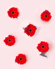 Red flowers breaking out of pastel background. Minimal positive concept.