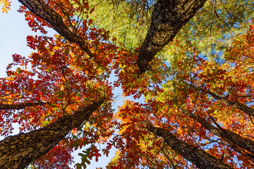 Looking up through the canopy of gree, yellow, and red leaves of a grove of Gambel Oak.