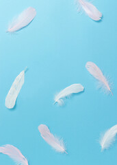 Pastel feathers on blue background. Fluffy, gentle, easy concept with copy space.