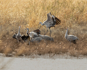 Obraz na płótnie Canvas A gathering of Sandhill Cranes in the Whitewater Draw of southeast Arizona.