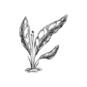recommend clip art: Seaweed, laminaria or kelp vector illustration isolated on white background.