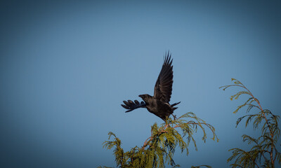 A crow on a tree in jena at a cemetery at summer, copy space