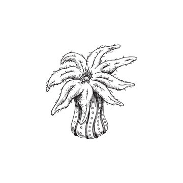 Marine animal or coral sea anemone in monochrome sketch, vector illustration isolated on white background.