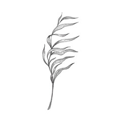 Underwater seaweed single branch, sketch vector illustration isolated on white. © sabelskaya