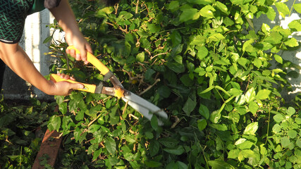 pruning shrubs using pruning shears in the garden
