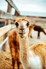 Obraz premium close up of an alpaca