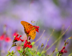 Gulf Fritillary butterfly (Agraulis vanillae) feeding on red flowers in the garden. Purple flower bokeh background with copy space. - Powered by Adobe