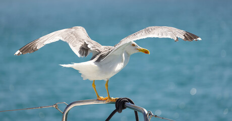 seagull on board as a faithful companion
