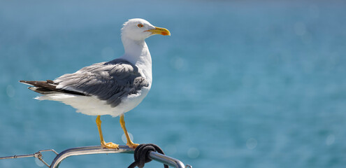 seagull on board as a faithful companion
