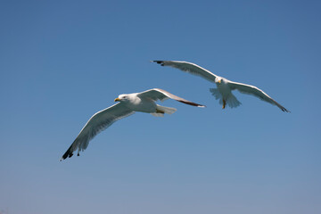 Fototapeta premium couple of flying seagulls in the blue sky
