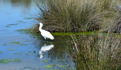 A Royal White Spoobill Bird