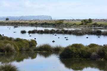 Waitangi Regional Park. Clive Hawkes Bay New Zealand. A Wetland reserve. Looking towards Napier