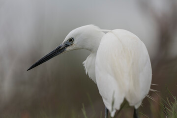 Little Egret Egretta garzetta in close view