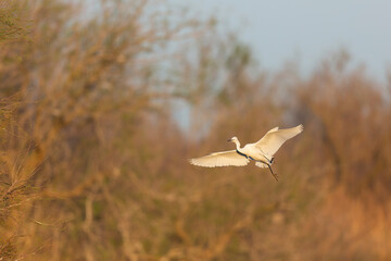 Little Egret Egretta garzetta in close view