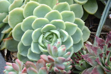 Succulent plants growing in a pot