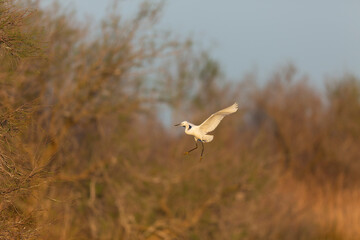 Little Egret Egretta garzetta in close view