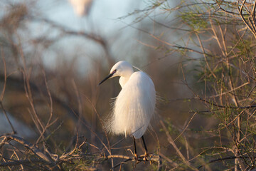 Little Egret Egretta garzetta in close view