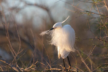 Little Egret Egretta garzetta in close view