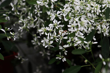 Closeup of tiny flowers on spurge mounds