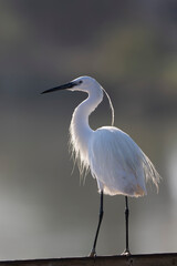 Little Egret Egretta garzetta in close view