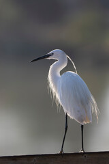 Little Egret Egretta garzetta in close view