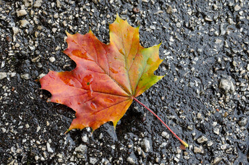 foglia sull'asfalto 2