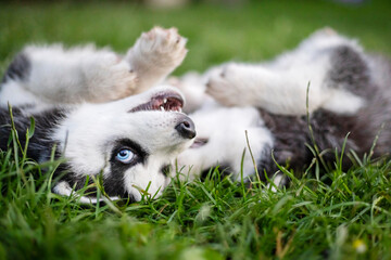 Adorable husky puppies playing in the garden. Funny puppies play outdoors