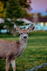 deer in a park