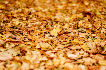 fallen autumn foliation on the ground. walks in the autumn park. 