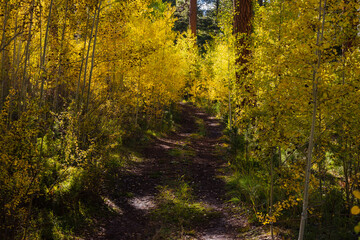 The path rounds a corner in this vibrant Autumn forest.