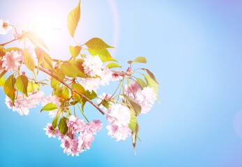 Sakura, Pink cherry blossom on background of sky.