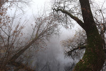 Fog on the river bank in the wild forest