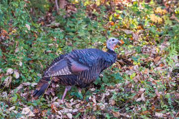 Obraz premium Wild turkey in autumn.Delaware County.New York.USA