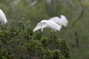 Little Egret Egretta garzetta in close view