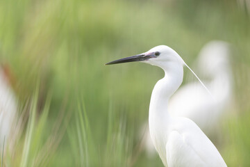 Little Egret Egretta garzetta in close view