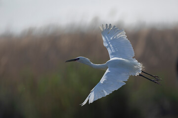 Little Egret Egretta garzetta in close view