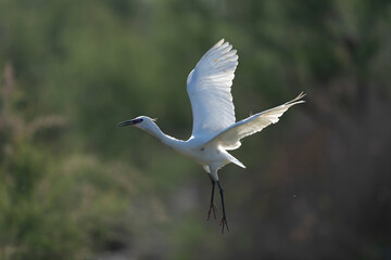 Little Egret Egretta garzetta in close view