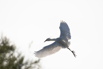 Little Egret Egretta garzetta in close view