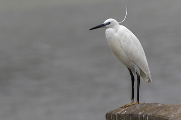 Little Egret Egretta garzetta in close view