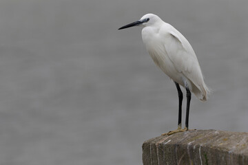 Little Egret Egretta garzetta in close view