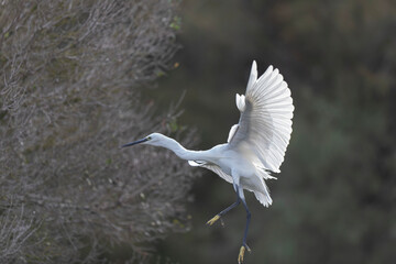 Little Egret Egretta garzetta in close view