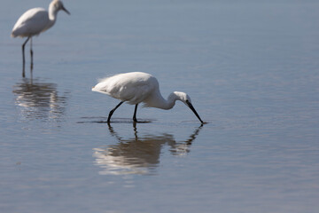 Little Egret Egretta garzetta in close view